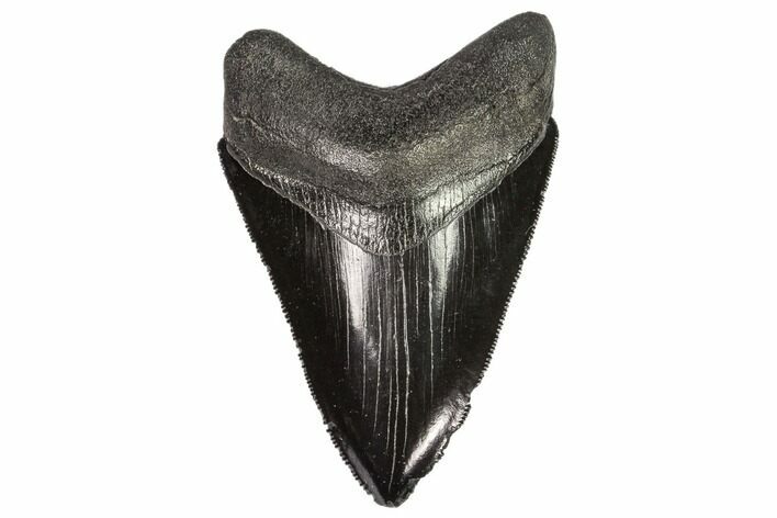 Serrated, Fossil Megalodon Tooth - Georgia #107236